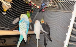 Cockatiels birds for sale: Cockatiels budgies and kakarikis for sale  - Image 3