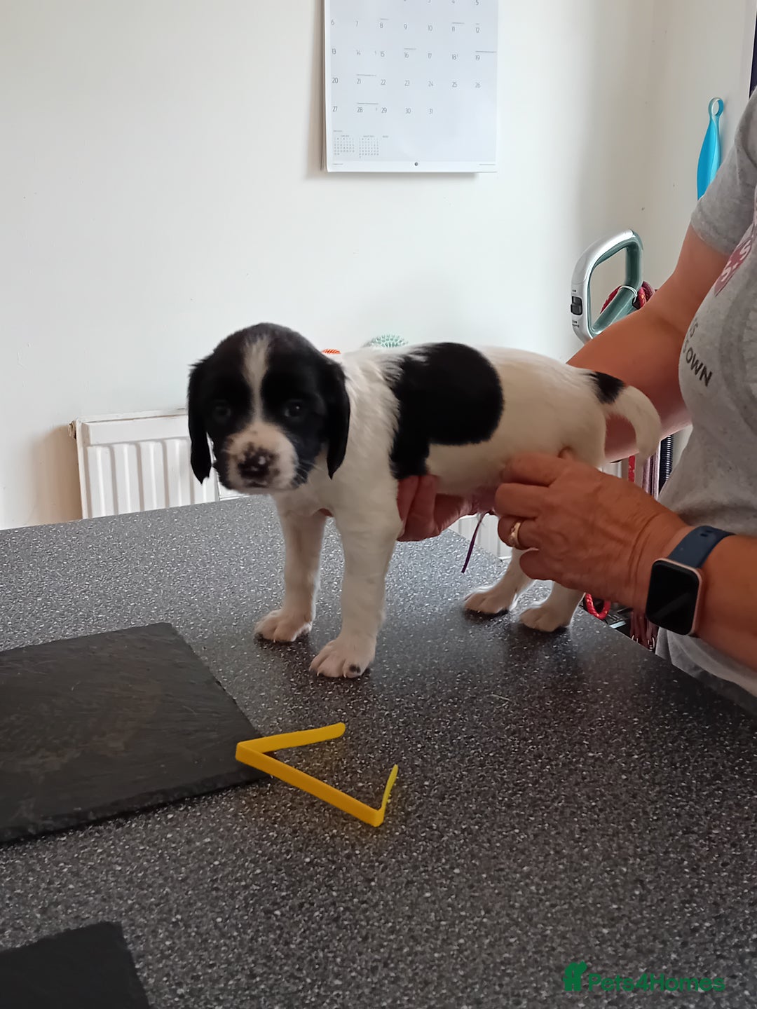 English Springer Spaniel dogs for sale: Working English Springer Spaniel  in Cullompton - Image 2