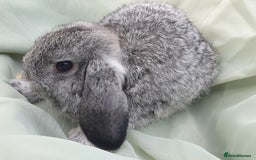 Mini Lop rabbits for sale: Friendly baby rabbits available to loving homes - Image 4