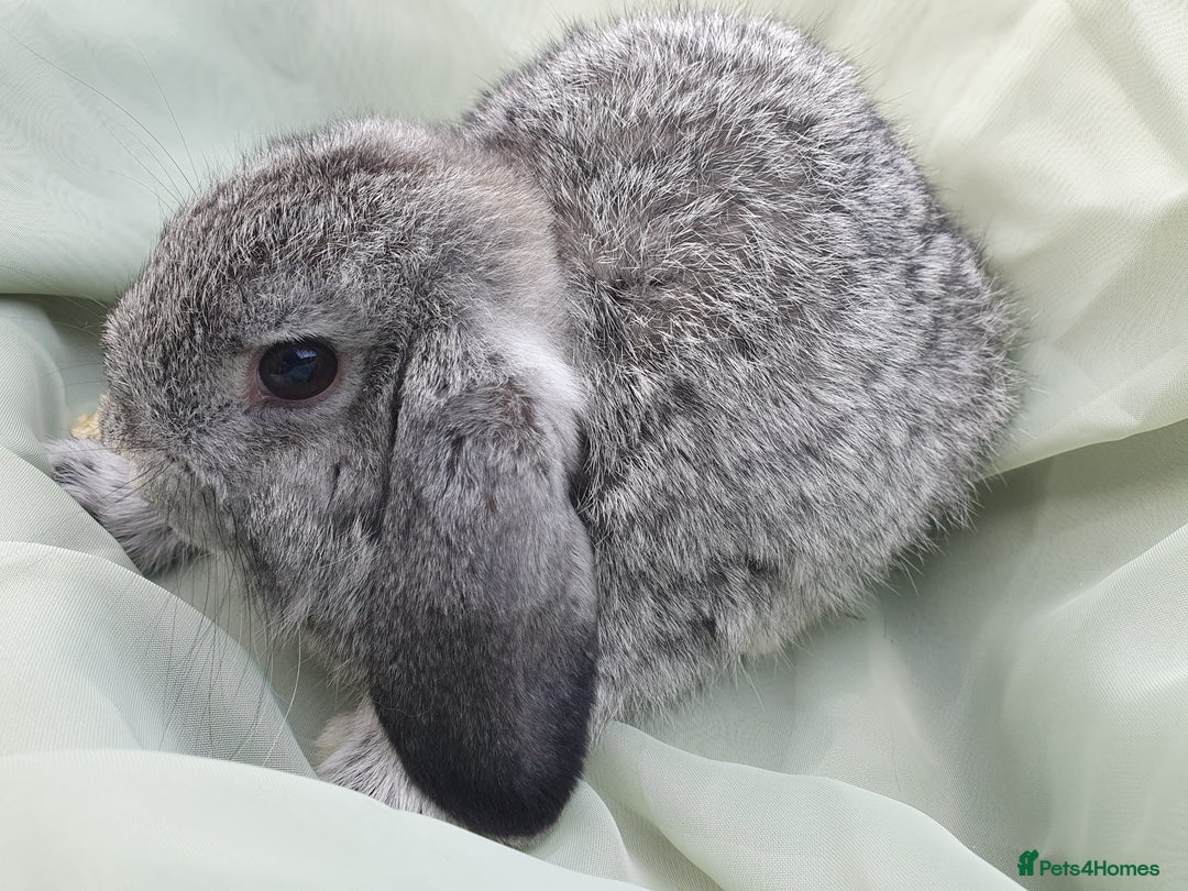Mini Lop rabbits for sale: Friendly baby rabbits available to loving homes - Image 4