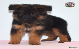 German Shepherd dogs for sale: German shepherd puppies  - Image 17