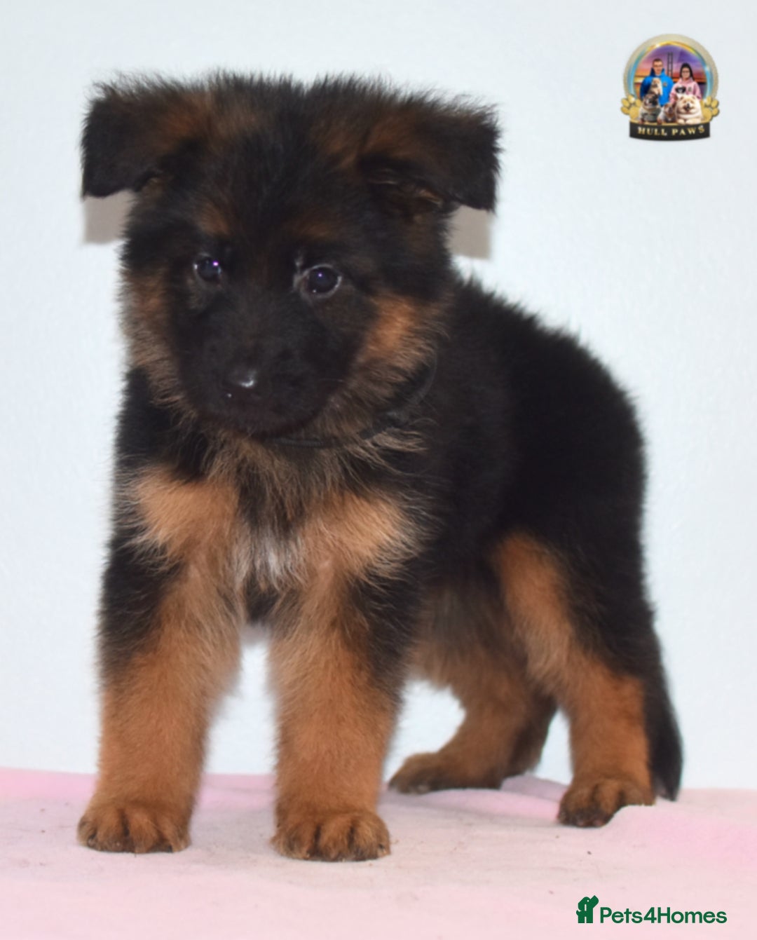 German Shepherd dogs for sale: German shepherd puppies  - Image 17