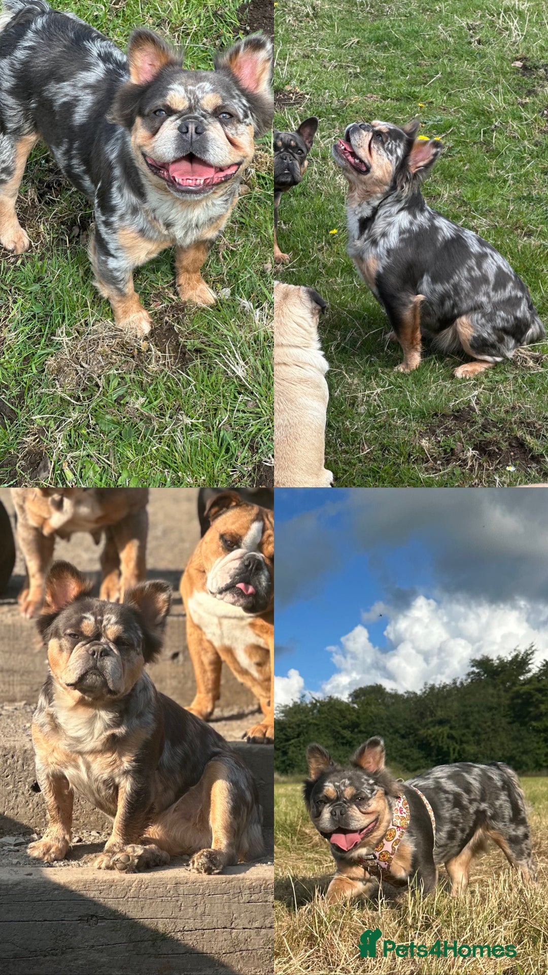 French Bulldog dogs for sale: 7 fluffy French Bulldogs puppies - Image 9