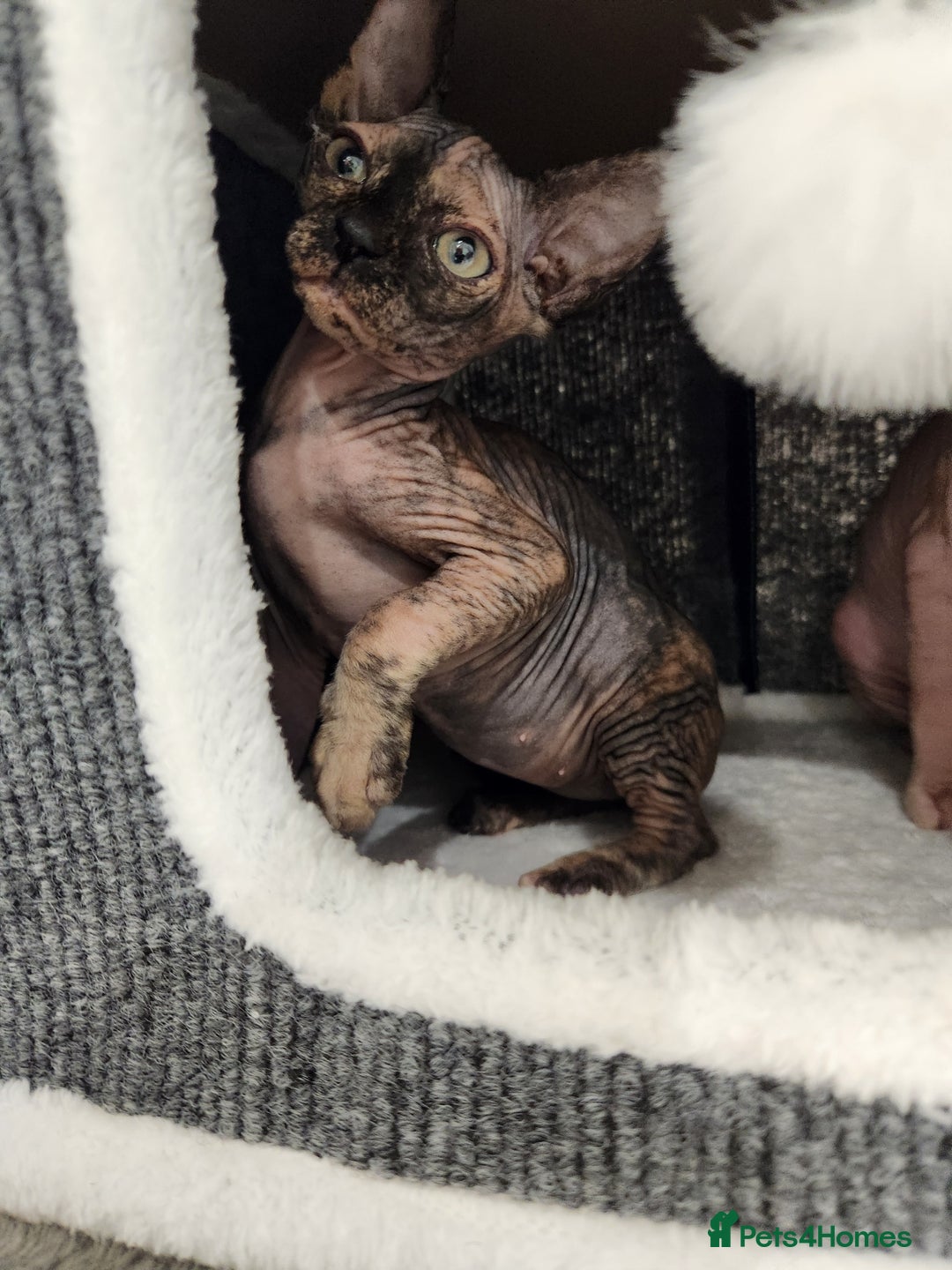 Sphynx cats for sale: 3 Beautiful Canagian Sphynx - Advert 4