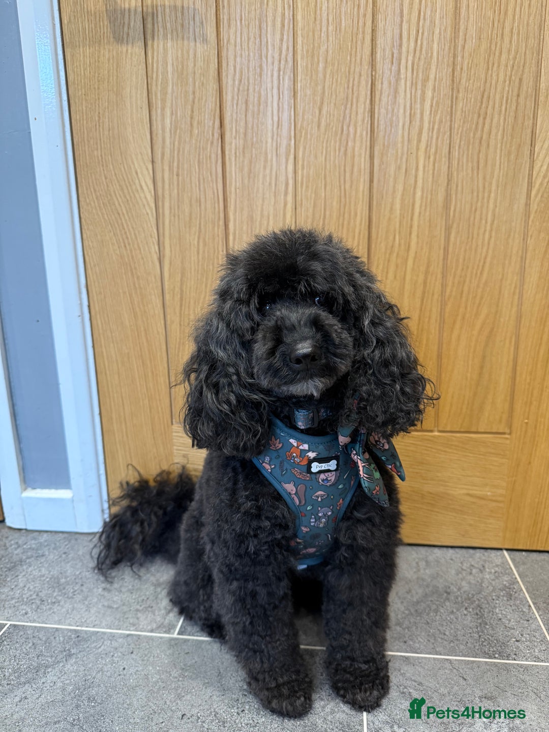 Miniature Poodle dogs for sale: Stunning Miniture Poodles - Image 34