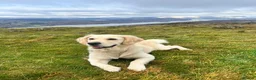 Golden Retriever dogs for sale: KC Golden Retriever Puppies, Health Tested - Advert 6