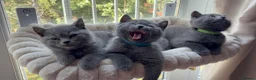British Shorthair cats for sale: READY NOW ✨ British Shorthair Blue Kittens  - Advert 11