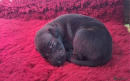 Whippet dogs for sale: 3/4 Whippet 1/4 Italian greyhound  - Image 14