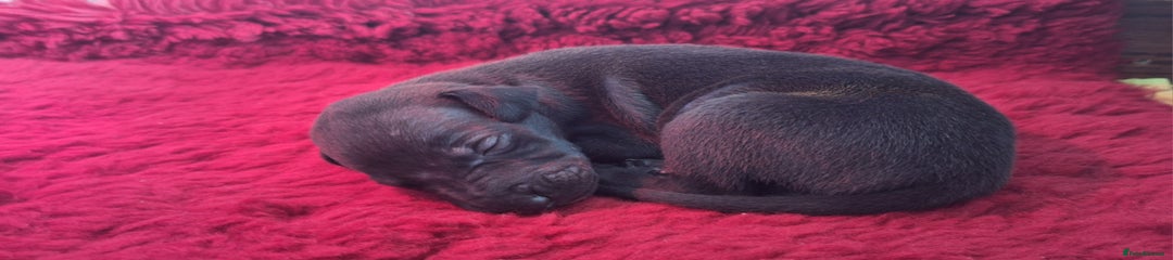 Whippet Puppy 5