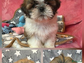 Shih Tzu dogs 3x Full Pedigree Shih Tzu Puppies - Ready Today! - Advert 20