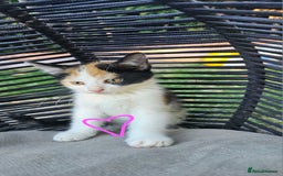 Persian cats for sale: Very beatifull mix breed/Persian kittens  - Image 22