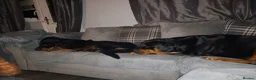 Rottweiler dogs for sale: Chunky full rottie pups  - Advert 19