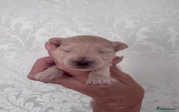Maltipoo dogs for sale: 🐾 Maltipoo Puppies  Raised with Love DNA Clear 🐾 - Image 6