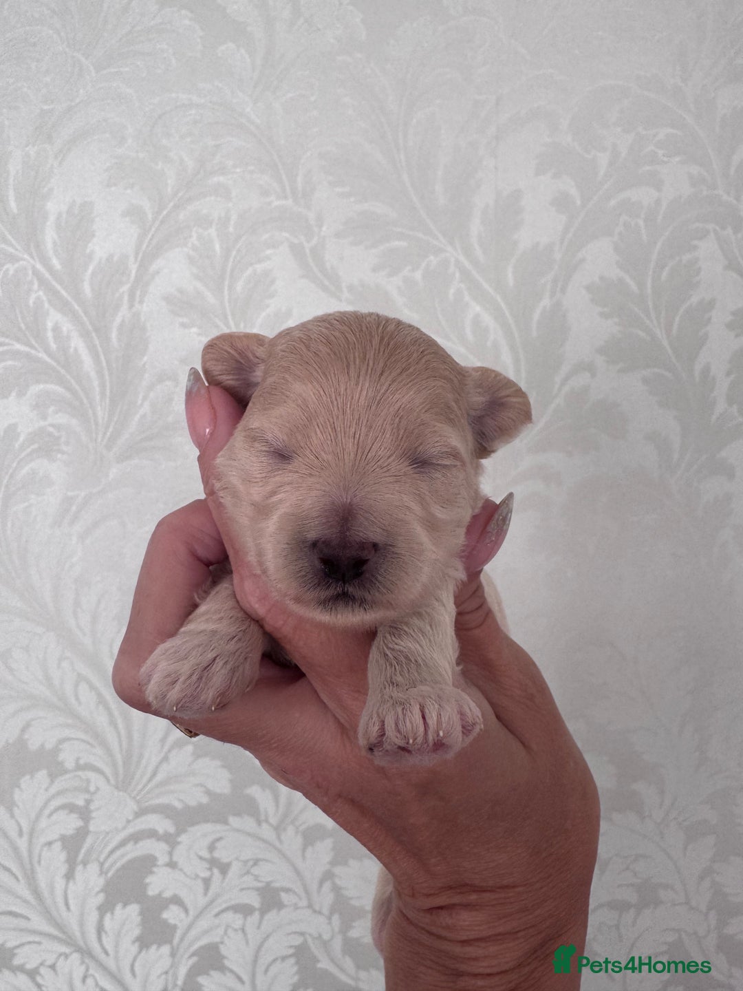 Maltipoo dogs for sale: 🐾 Maltipoo Puppies  Raised with Love DNA Clear 🐾 - Image 6