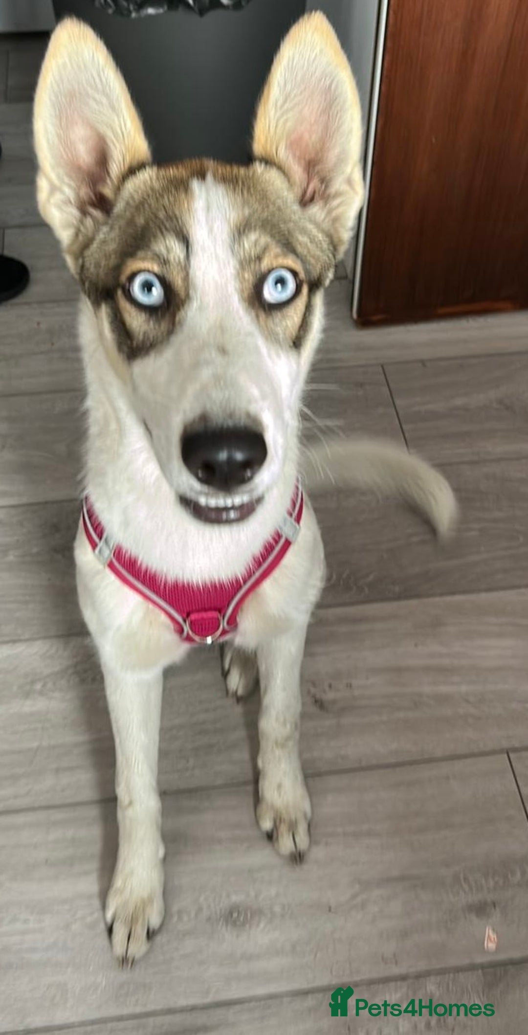 Mixed Breed dogs for sale: Lovable dog for sale - Advert 1