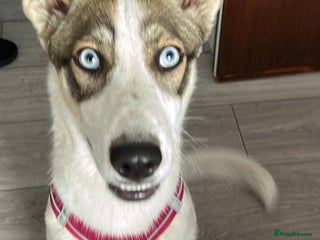 Mixed Breed dogs Lovable dog for sale - Advert 1