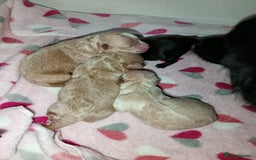 Pomapoo dogs for sale: Pompoo's - Advert 3