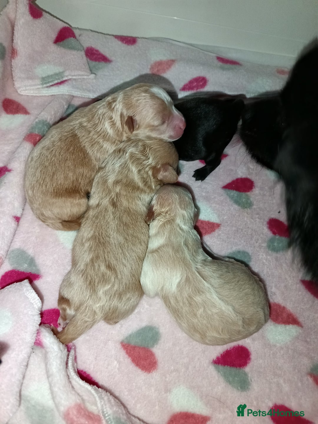 Pomapoo dogs for sale: Pompoo's - Advert 3