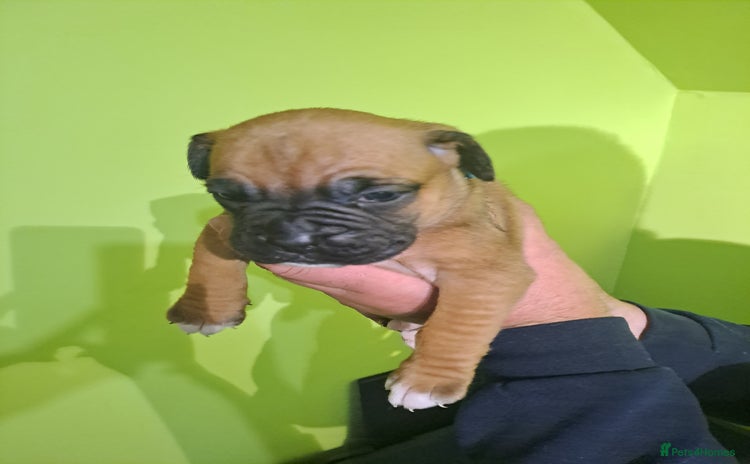 Boxer dogs - Advert 1