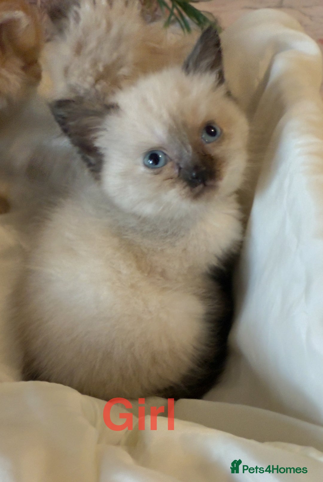 Mixed Breed cats for sale: Ragdoll X Persian kittens  - Image 25