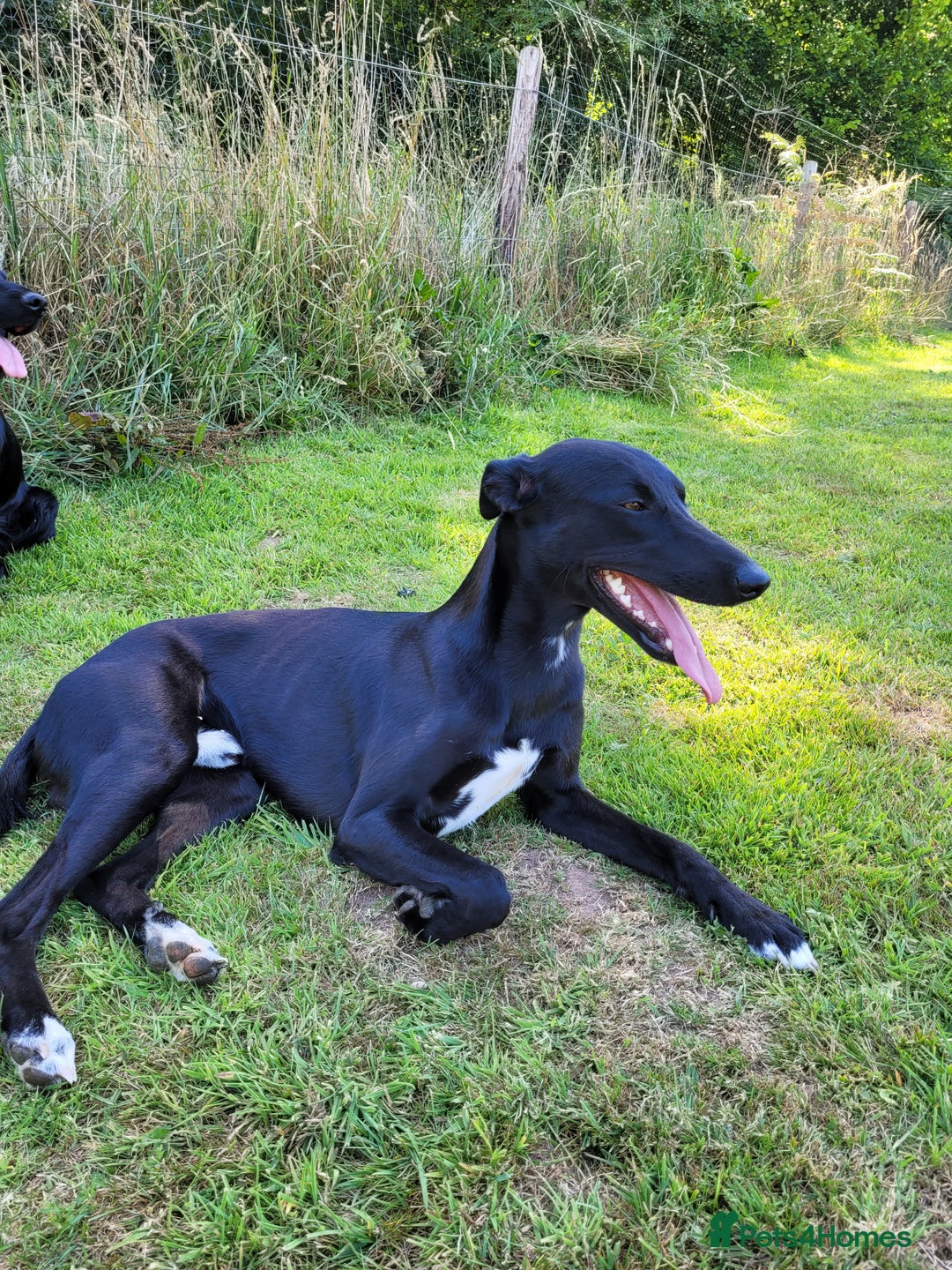 Lurcher dogs for stud: 🌟 Lurcher Stud Available 🌟  - Image 9