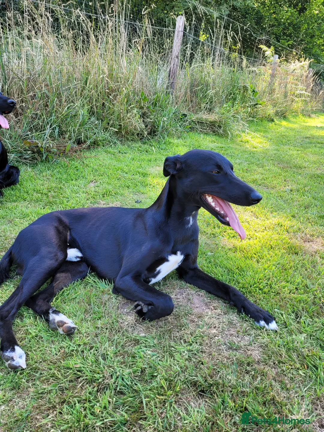 Lurcher dogs for stud: 🌟 Lurcher Stud Available 🌟  - Advert 10