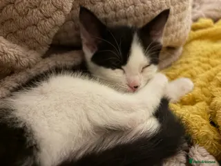 Mixed Breed cats Tuxedo Kitten - Advert 2