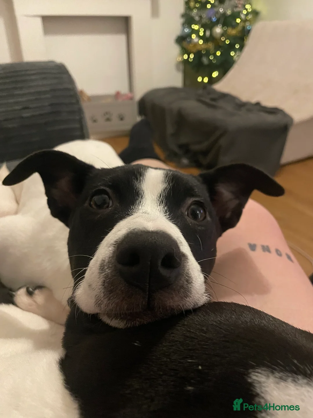 Mixed Breed dogs for sale: 6m Staffordshire bull terrier x lurcher female  - Advert 8