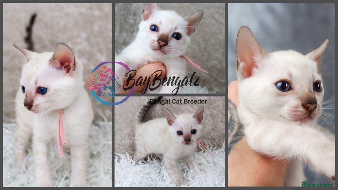 Bengal cats for sale: 1 Boy left, Bengal Snow kittens from RW TGC Sire - Image 18