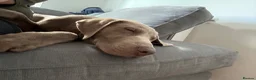 Labrador Retriever dogs for sale: Sliver Labrador.  in London - Advert 6