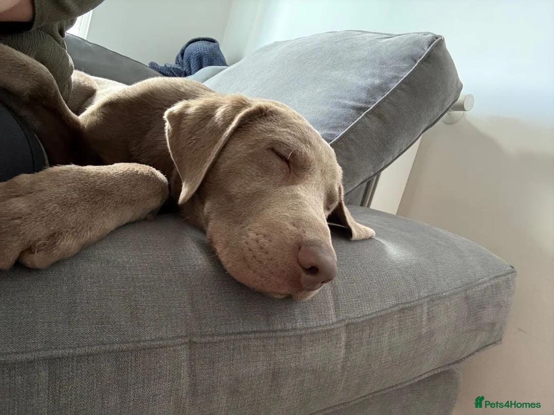 Labrador Retriever dogs for sale: Sliver Labrador.  in London - Advert 6