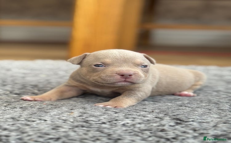 American Bully dogs American Pocket Bully Puppies - Advert 1