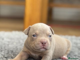 American Bully dogs American Pocket Bully Puppies - Advert 2