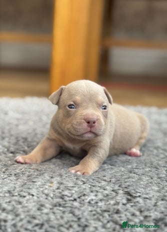 American Bully dogs American Pocket Bully Puppies - Advert 1