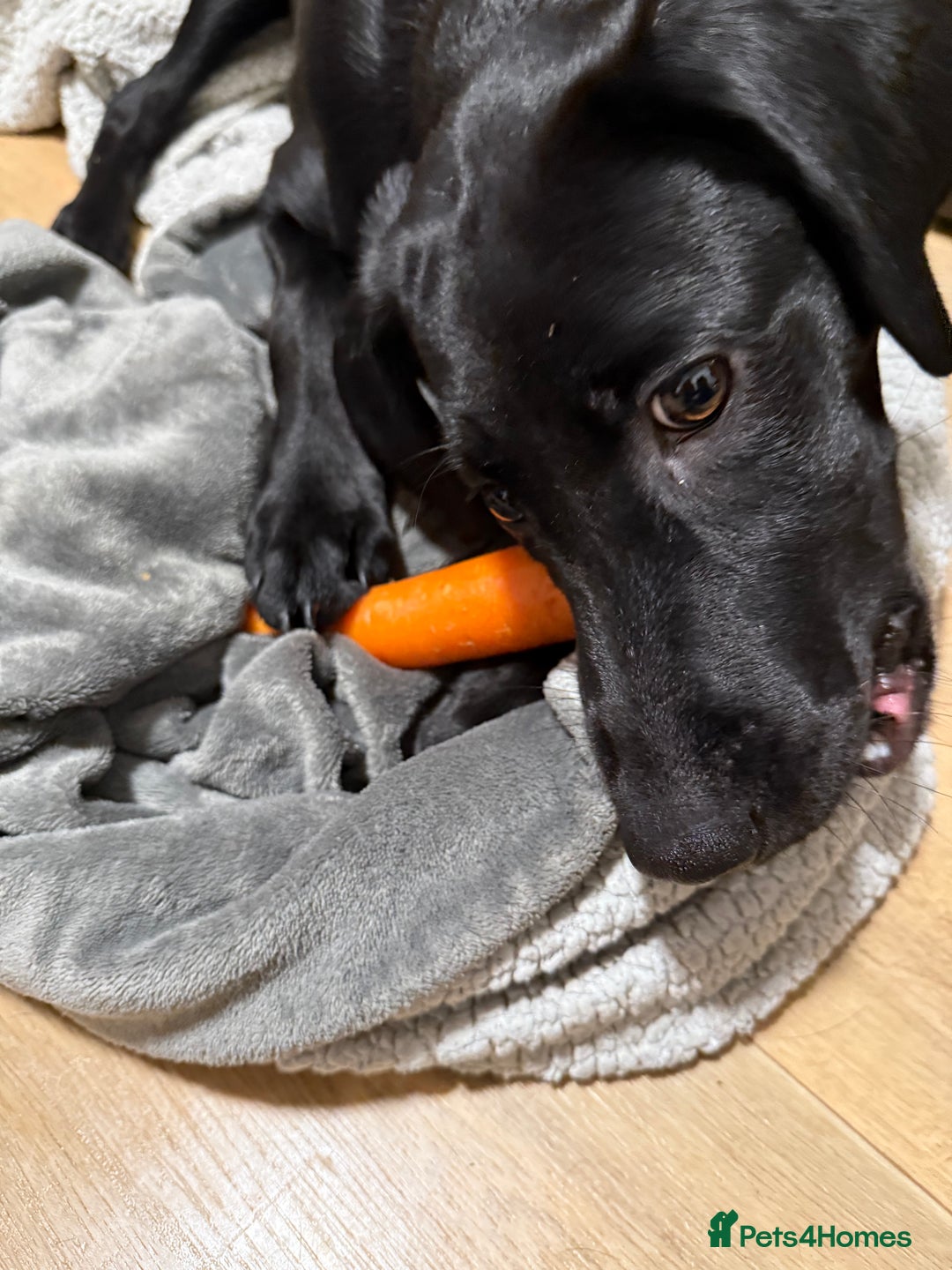Labrador Retriever dogs for sale: Luna  - Image 6