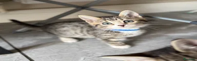 Bengal Kitten BLUE