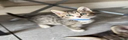 Bengal cats for sale: Beautiful Kittens ready for forever homes. - Advert 27