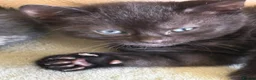 Mixed Breed cats for sale: 4 lovely playful kitten - Advert 9