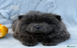 Chow Chow dogs for sale: KC Reg Chow Chow Puppies  - Image 14
