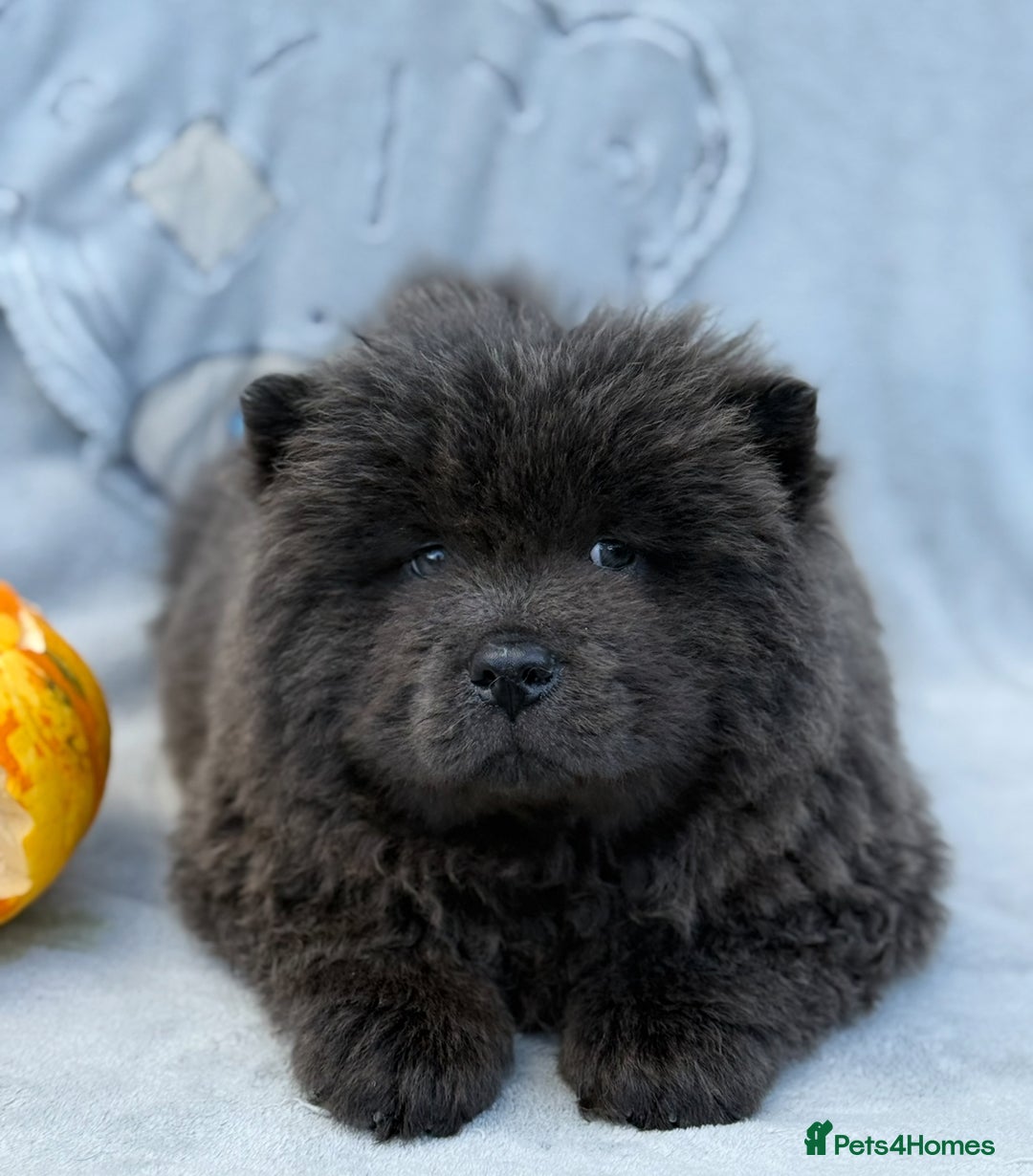 Chow Chow dogs for sale: KC Reg Chow Chow Puppies  - Image 14