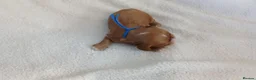 Cavapoo dogs for sale: F1 CAVAPOO PUPPIES  in Stevenage - Advert 14