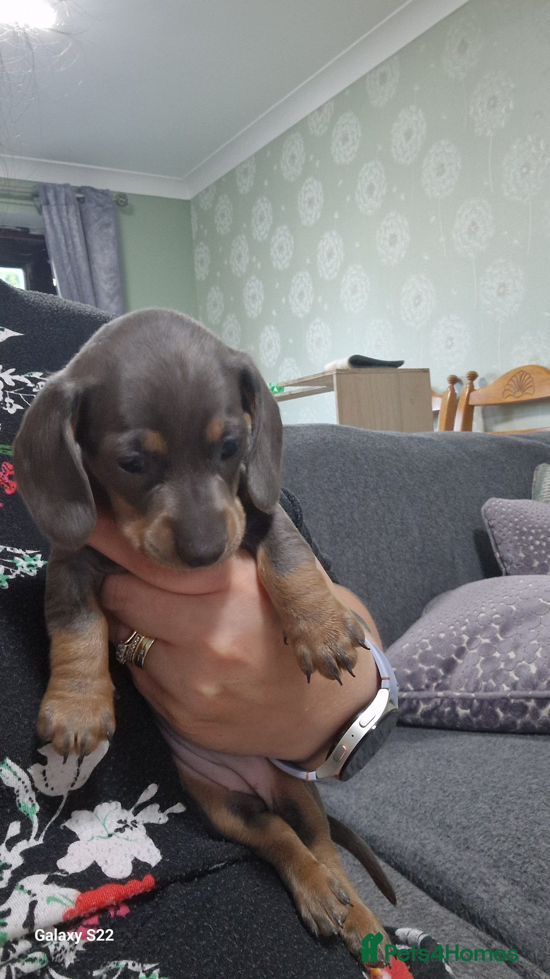 Dachshund dogs for sale: Dachshund puppies  in Driffield - Image 12