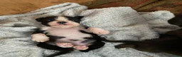 Boxer dogs for sale: Boxer KC puppies  - Advert 13
