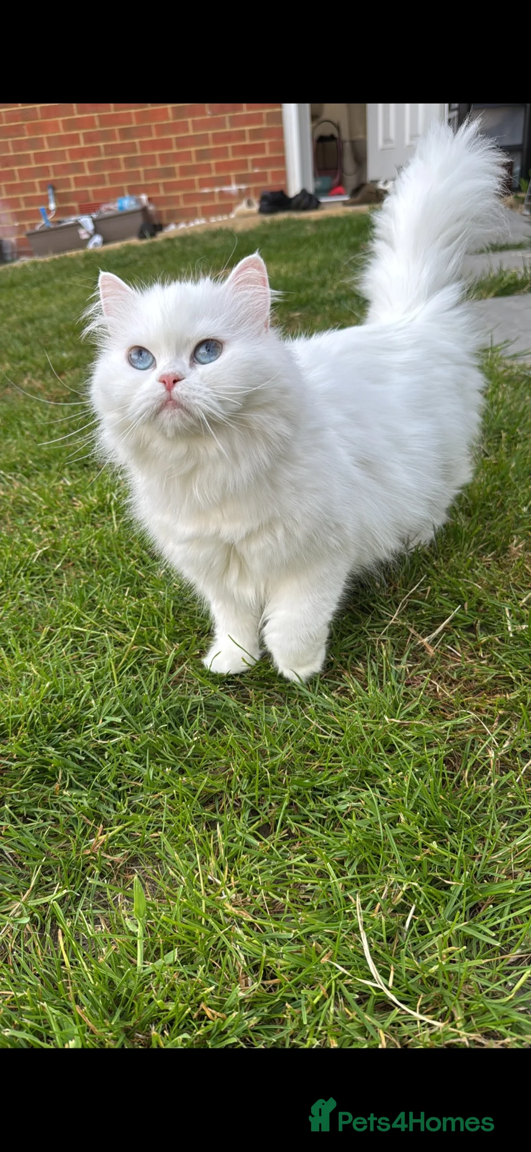 British Shorthair cats for sale: Stunning Blue-Eyed British Kittens - Advert 2
