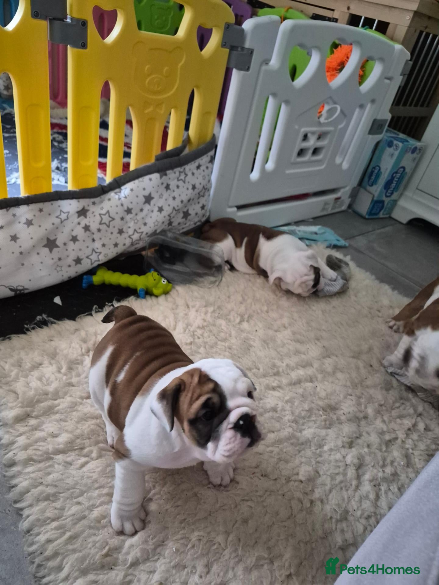 English Bulldog dogs for sale: Sired by top male bulldog at crufts 2026  - Advert 5
