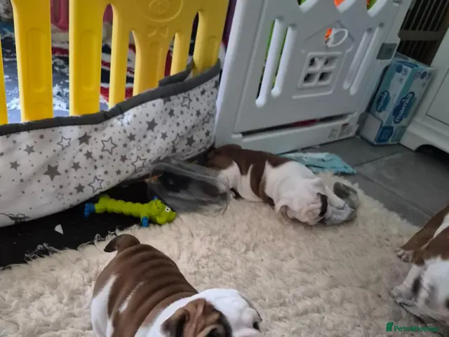 English Bulldog dogs for sale: Sired by top male bulldog at crufts 2026 - Advert 5