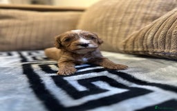 Cavapoo dogs for sale: 🐶 Beautiful Red Cavapoo Puppies – Ready November  - Image 17