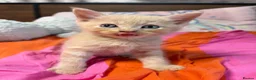 Maine Coon cats for sale: Gorgeous XL Russian Maine Coon X GCCF BSH kittens - Advert 3