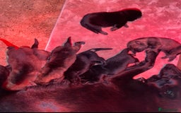 German Shepherd dogs for sale: Pedigree KC Reg German Shepherd Pups 32 Generation - Image 2