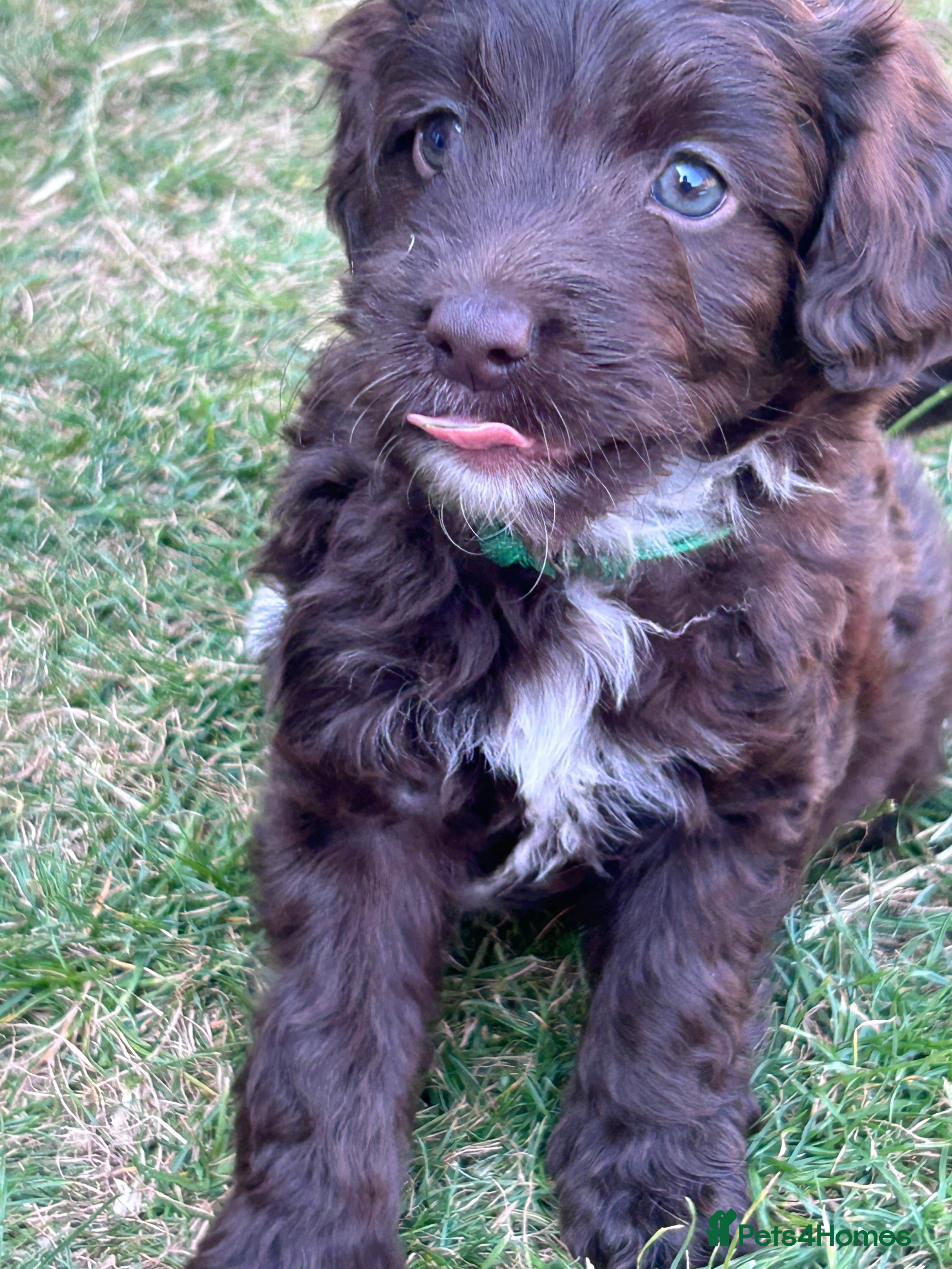 Sproodle dogs Gorgeous chocolate sproodle f1b puppies - Advert 2